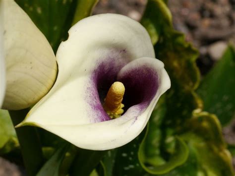 Zantedeschia, Calla Lily Picasso