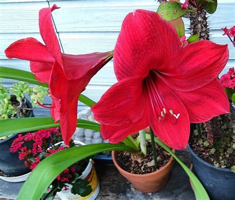 Hippeastrum, Amaryllis Exotic Star