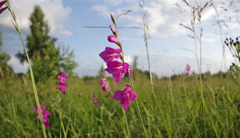 Gladiolus, Gladiola Green Star