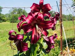 Oriental-Trumpet Lily, OT Hybrid, Orienpet Lily 'Boogie Woogie'