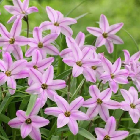 Ipheion, Spring Starflower Charlotte Bishop