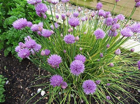 Allium, Chives, Garden Chives Forescate