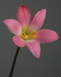 Zephyranthes, Fairy Lily, Rain Lily, Rainlily, Zephyr Lily Krakatau