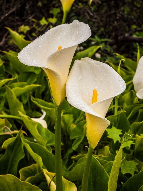 Zantedeschia, Calla Lily Hercules