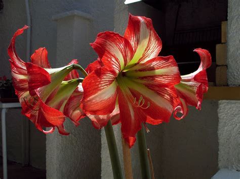 Hippeastrum, Amaryllis Hot Lips
