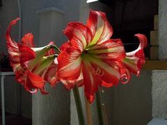 Hippeastrum, Amaryllis 'Hot Lips'