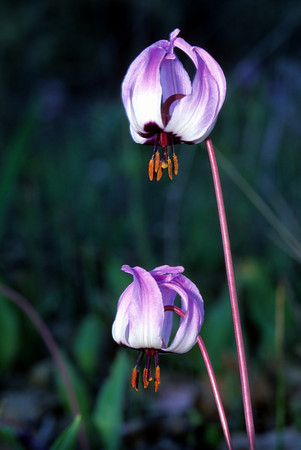 Hendersons Fawn Lily