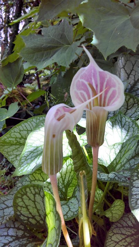 Arisaema Species, Chinese Jack-in-the-Pulpit, Striped Cobra Lily