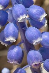 Muscari, Grape Hyacinth 'Album'