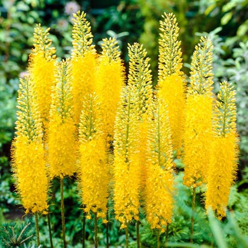 Eremurus Species, Foxtail Lily