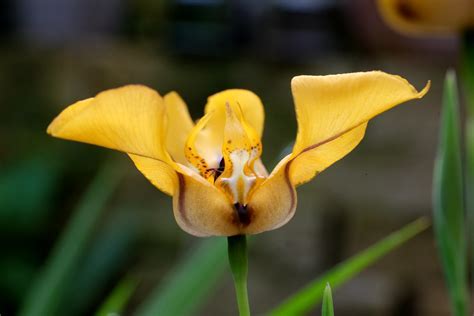 Cypella Species