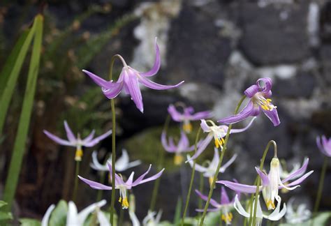 Tuolumne Fawn lily