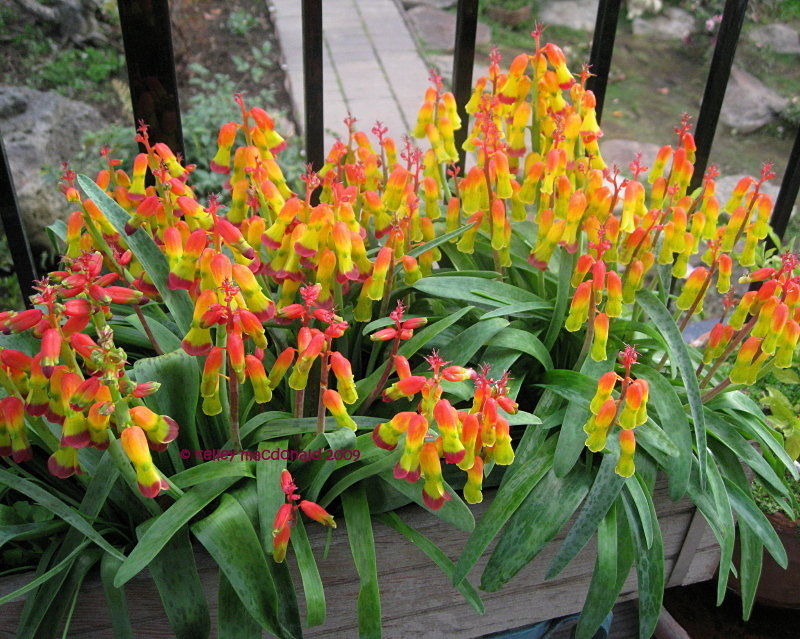 Lachenalia Species, Cape Cowslip