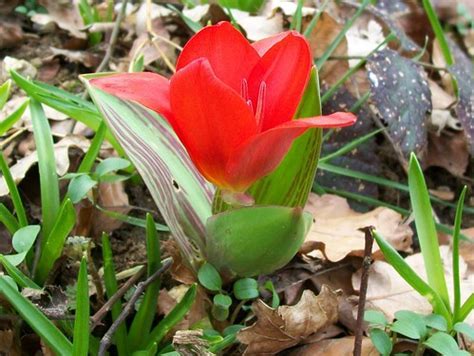 Species Tulip, Botanical Tulip, Greigii Tulip, Wild Tulip