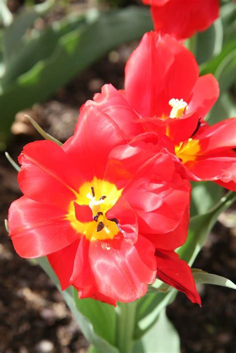 Double Early Tulip Schoonoord