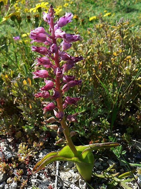 Lachenalia Species, Green Cape Cowslip