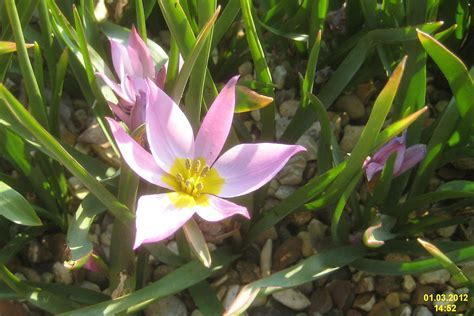 Species Tulip, Crocus Tulip, Wild Tulip