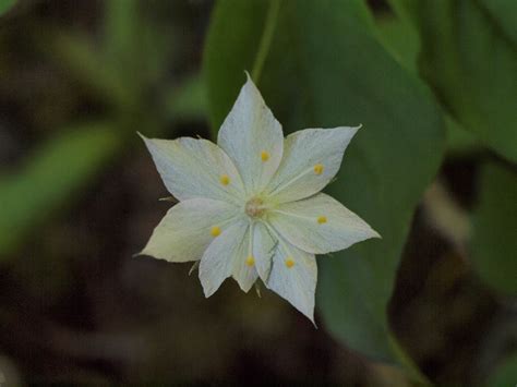 Starflower