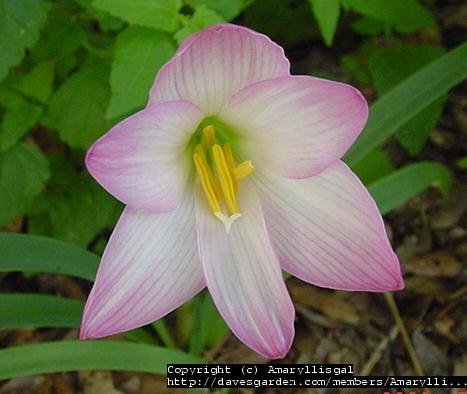 Zephyranthes, Fairy Lily, Rain Lily, Rainlily, Zephyr Lily Libra