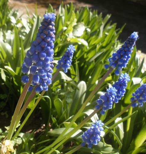 Muscari, Grape Hyacinth Blue Spike