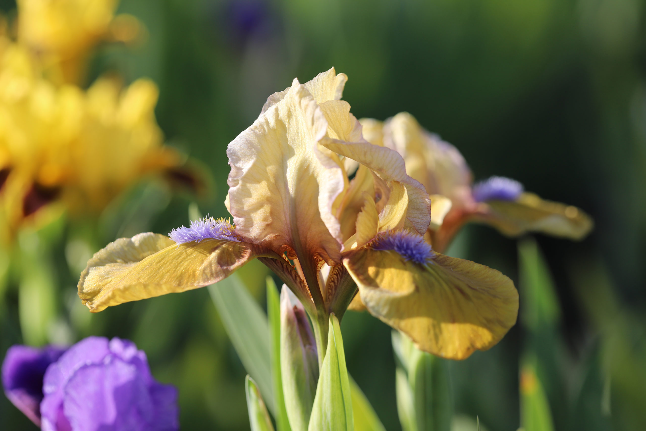 Standard Dwarf Bearded Iris Gingerbread Man