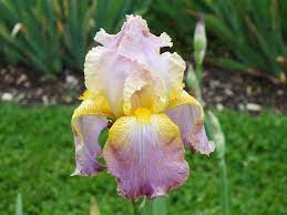 Tall Bearded Iris Chantilly