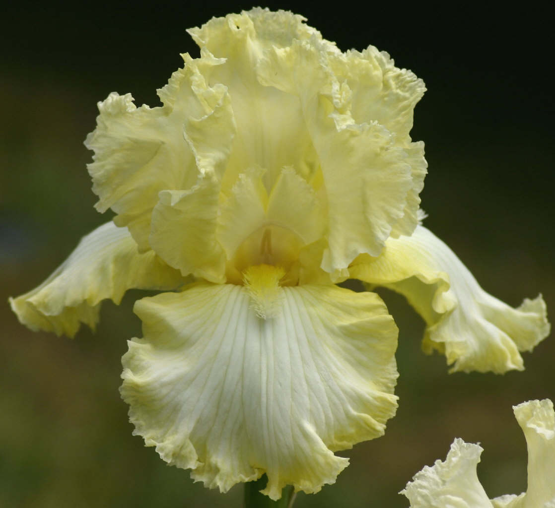 Tall Bearded Iris Elegant Impressions