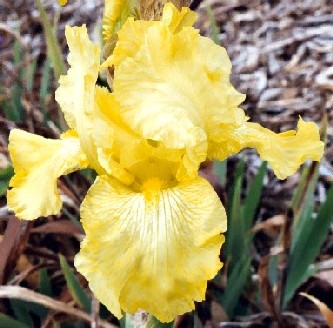 Tall Bearded Iris Sunny Disposition