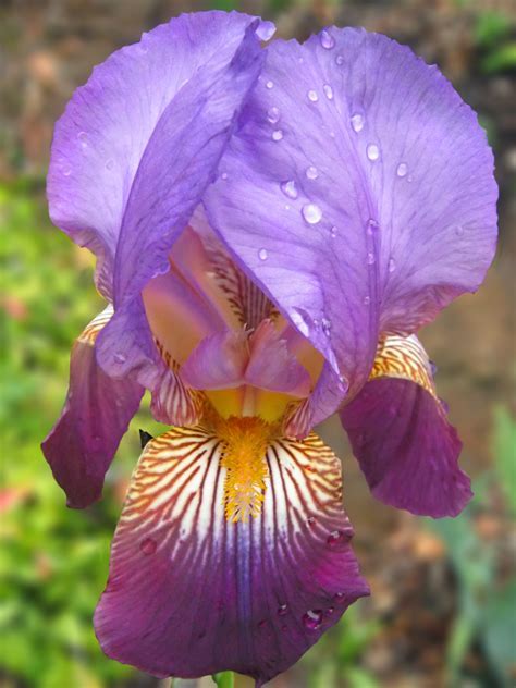 Tall Bearded Iris Violet Harmony