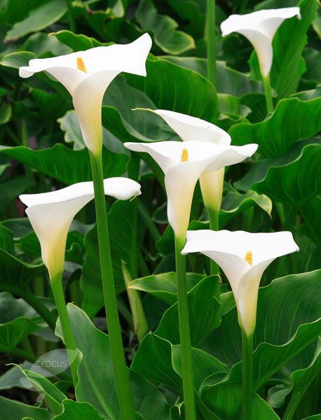 Zantedeschia, Arum Lily, Calla Lily Crowborough