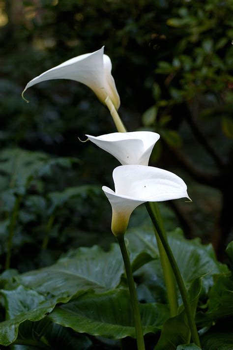 Zantedeschia, Arum Lily, Calla Lily Pink Persuasion