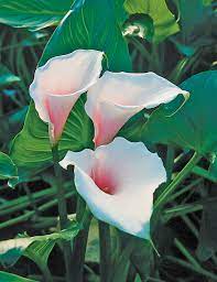 Zantedeschia, Arum Lily, Calla Lily Pink Mist