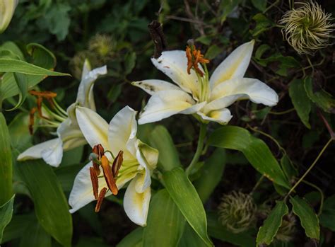 Oriental Lily Aubade