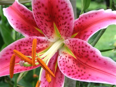 Oriental Lily Aruba