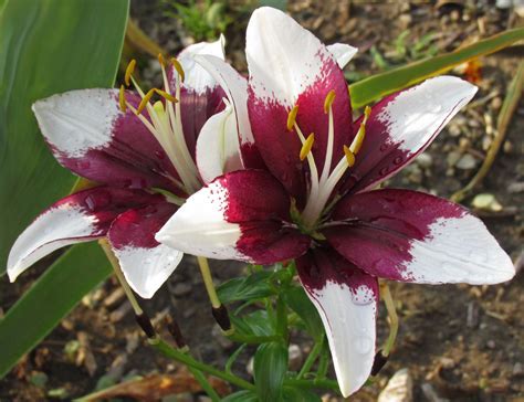 Asiatic Lily Luxor