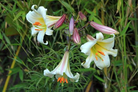 Trumpet Lily Amethyst Temple