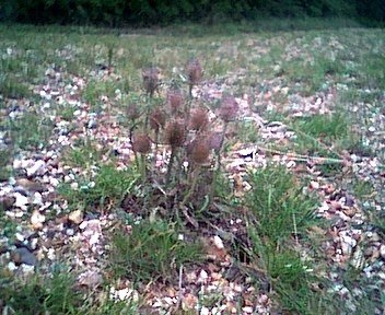 Dipsacus Species, Common Teasel, Fullers Teasel