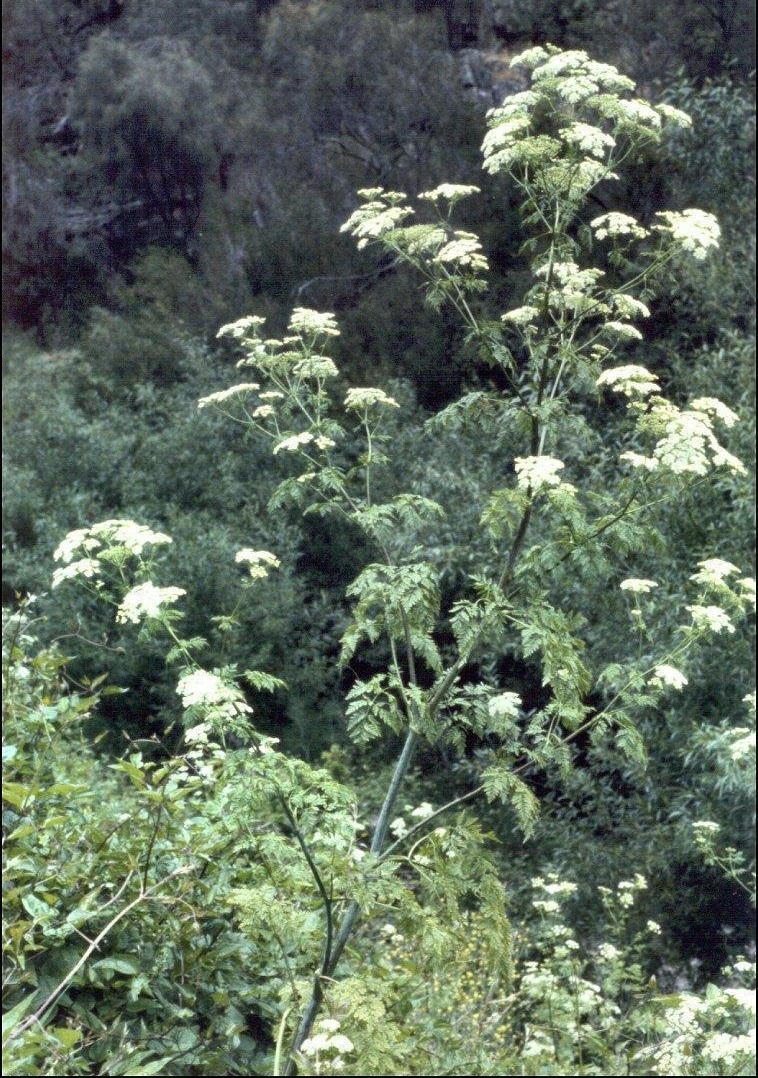 Poison Hemlock, Spotted Hemlock, Poison Parsley