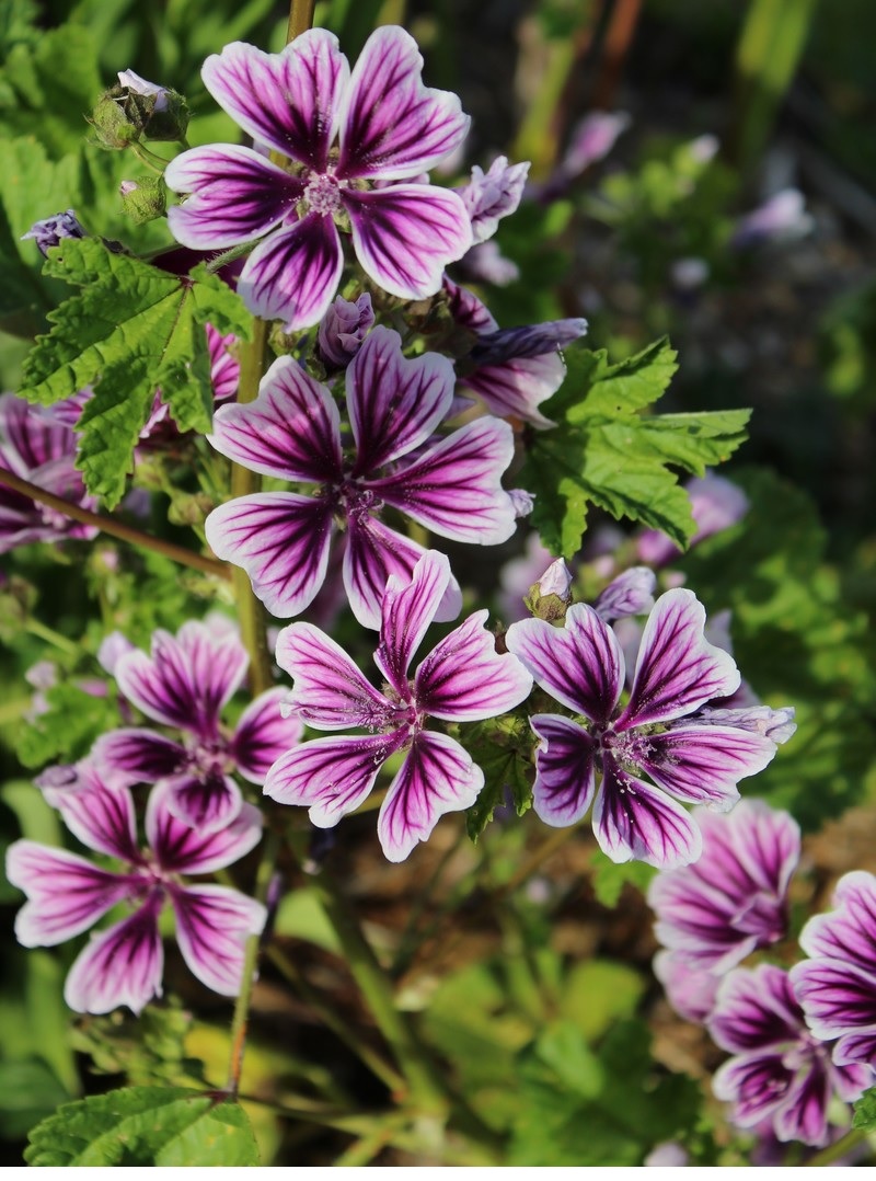 Malva, Mallow, French Hollyhock Mystic Merlin