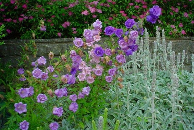 Campanula Species, Bellflower, Canterbury Bells