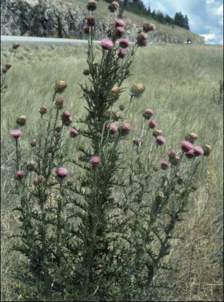 Musk Thistle, Nodding Plumeless Thistle
