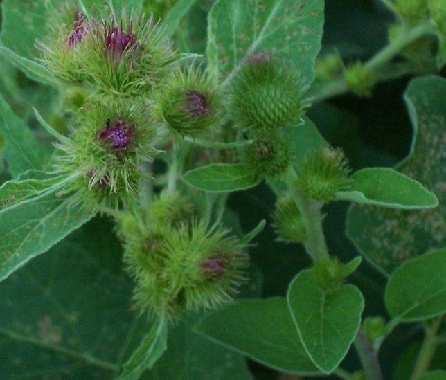 Common Burdock, Lesser Burdock