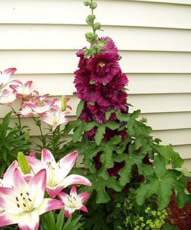 Alcea, Double Hollyhock, Garden Hollyhock Queeny Purple