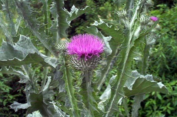 Scotch Cotton Thistle, Scotch Thistle, Heraldic Thistle