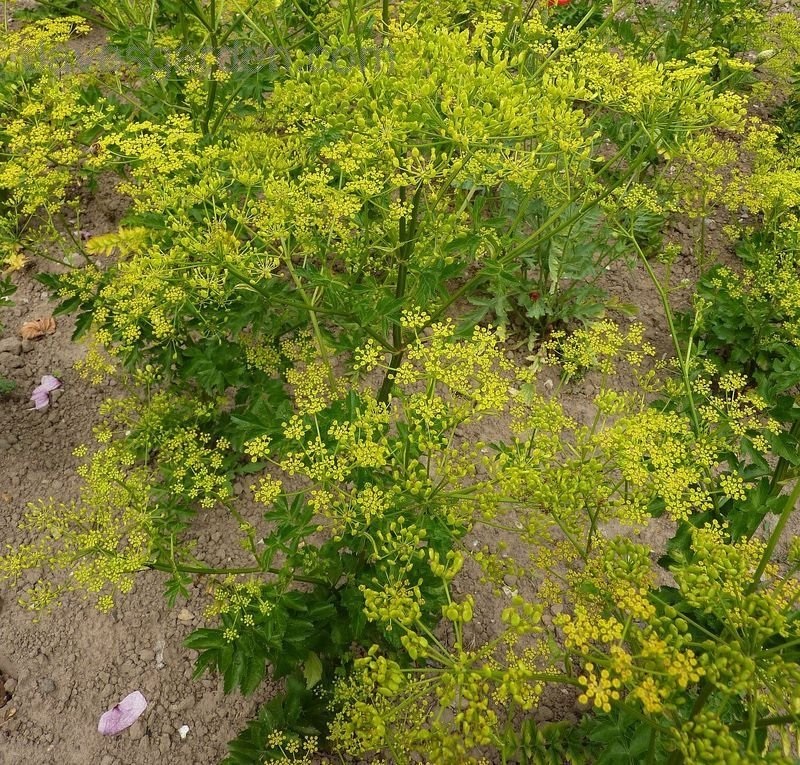 Wild Parsnip