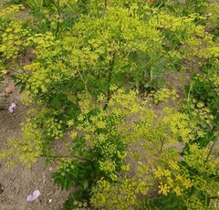 Wild Parsnip
