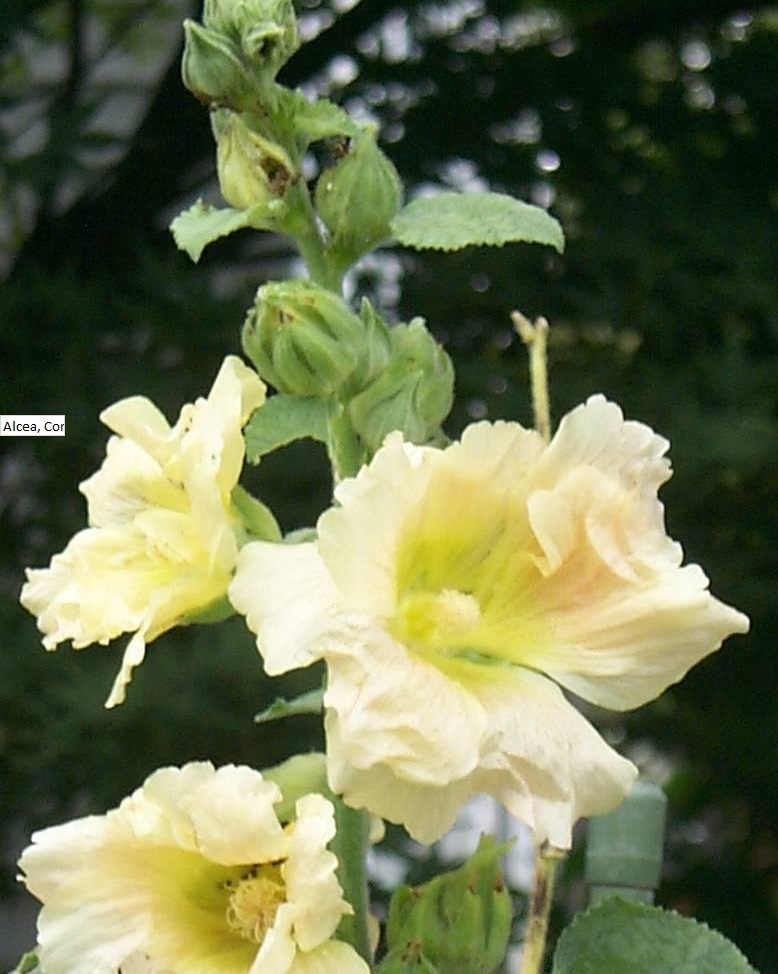 Alcea, Common Hollyhock, Garden Hollyhock Indian Spring