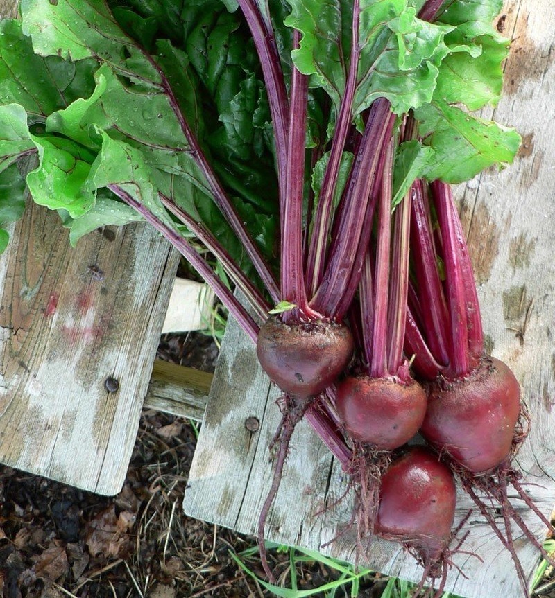 Beet Early Wonder