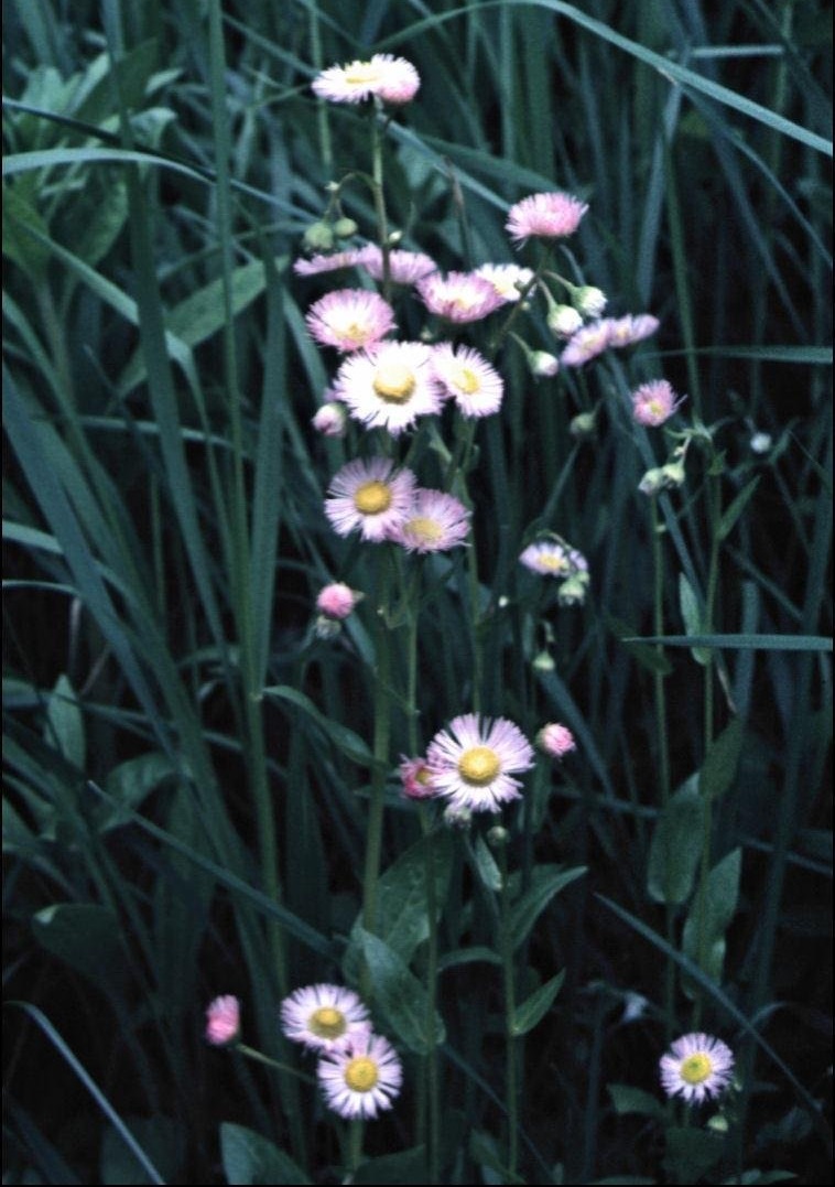 Erigeron Species, Fleabane Daisy, Philadelphia Fleabane