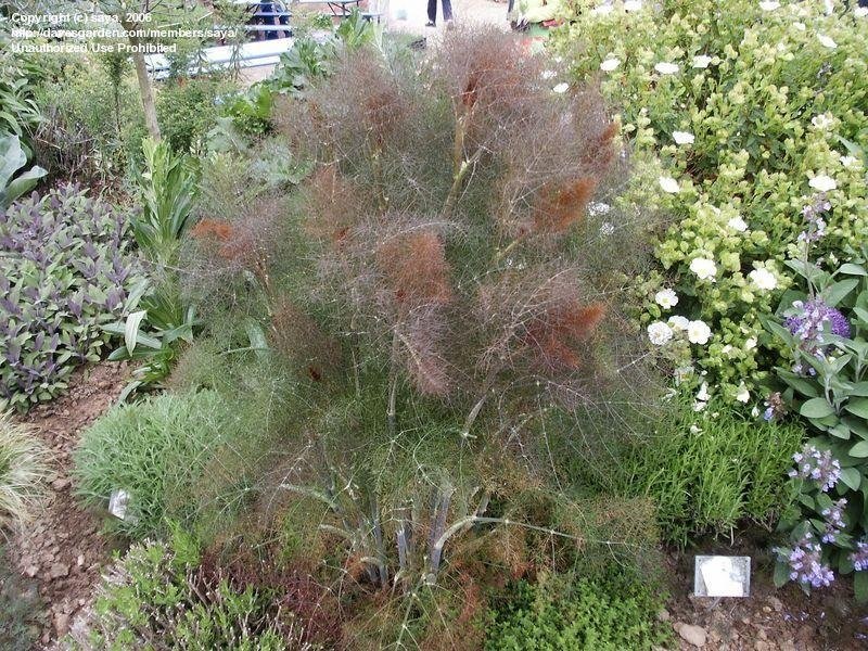 Bronze Fennel Rubrum